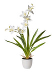 Orchidées avec pot
