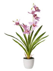 Orchidées avec pot