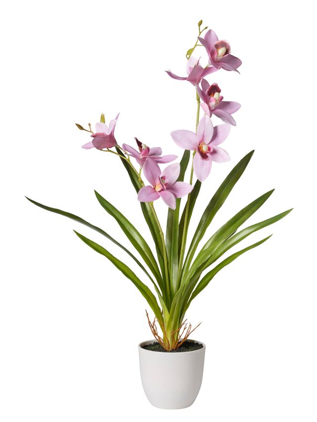 Orchidées avec pot