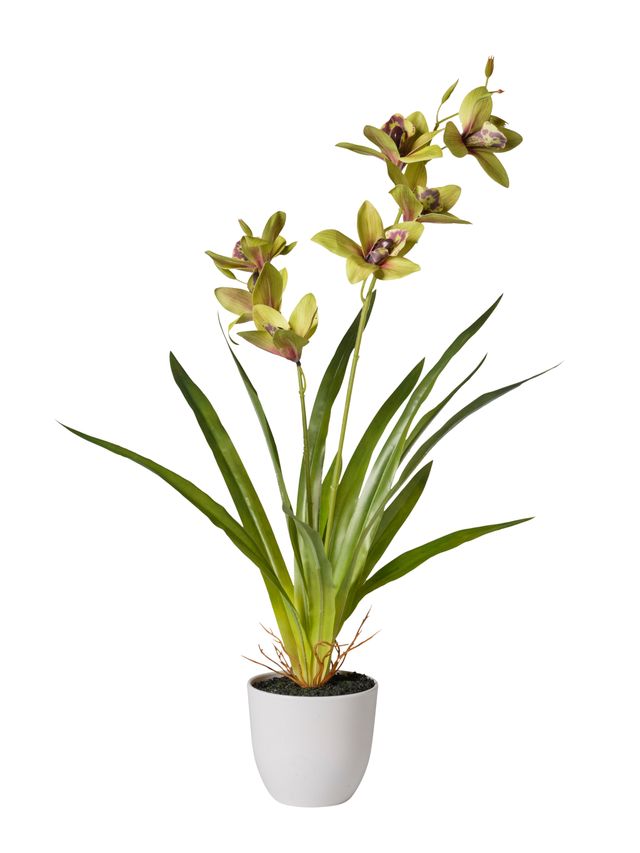Orchidées avec pot