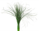 Orge