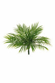 Palmier areca
