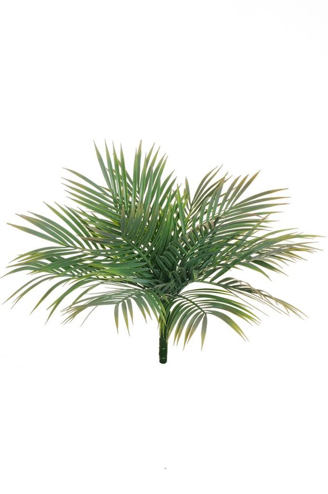 Palmier areca