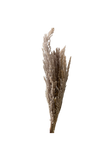Pampas Eryanthus