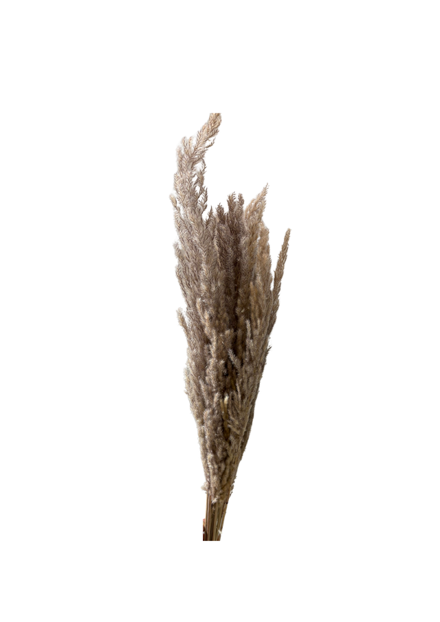 Pampas Eryanthus