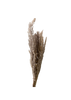 Pampas Eryanthus