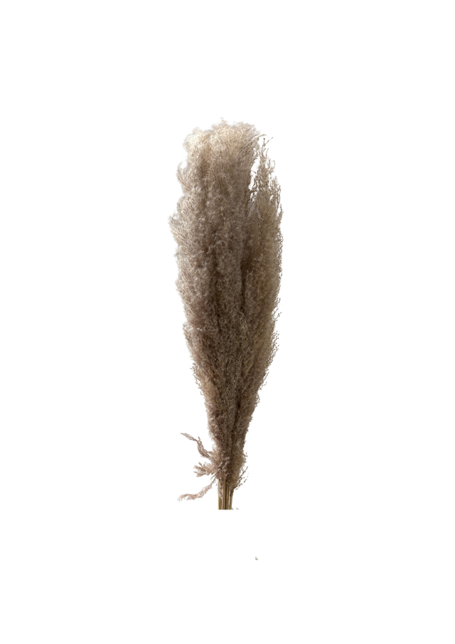 Pampas Indonesia