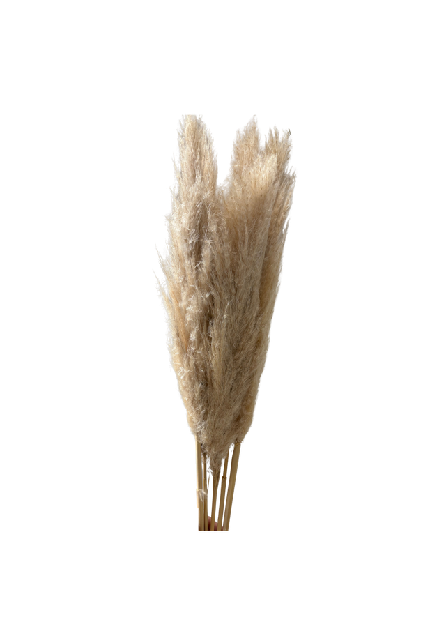 Pampas Large
