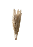 Pampas Large