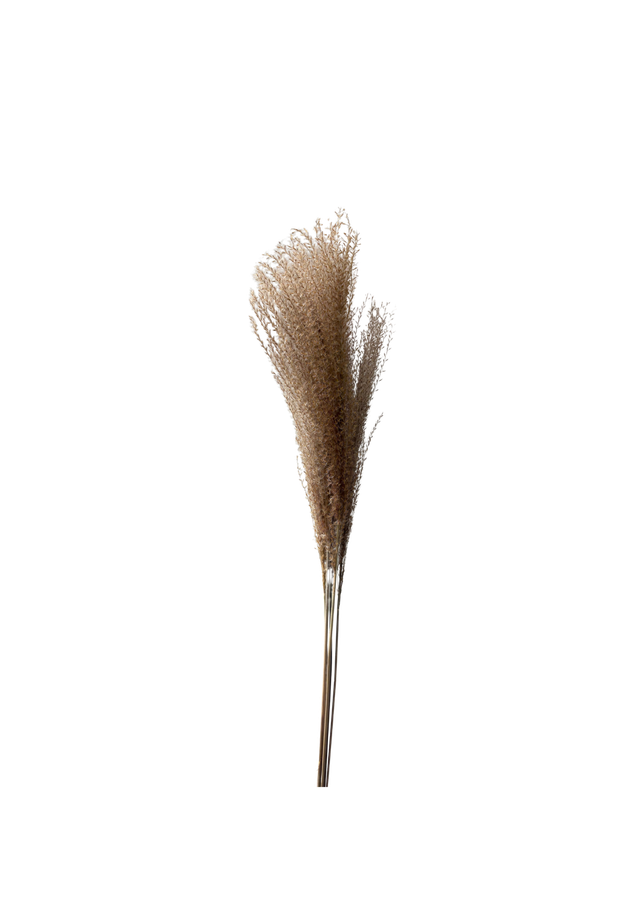 Pampas