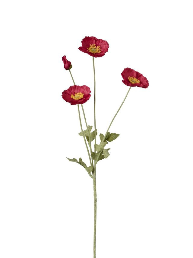 Pavot 4 fleurs
