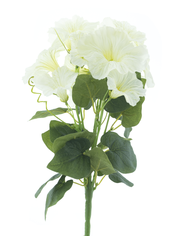 Petunia