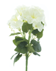 Petunia