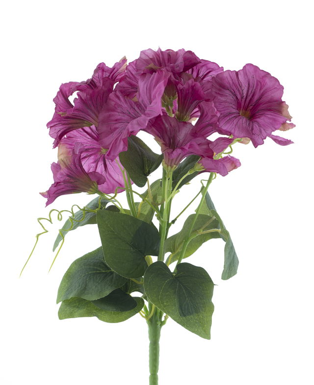 Petunia