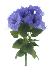 Petunia