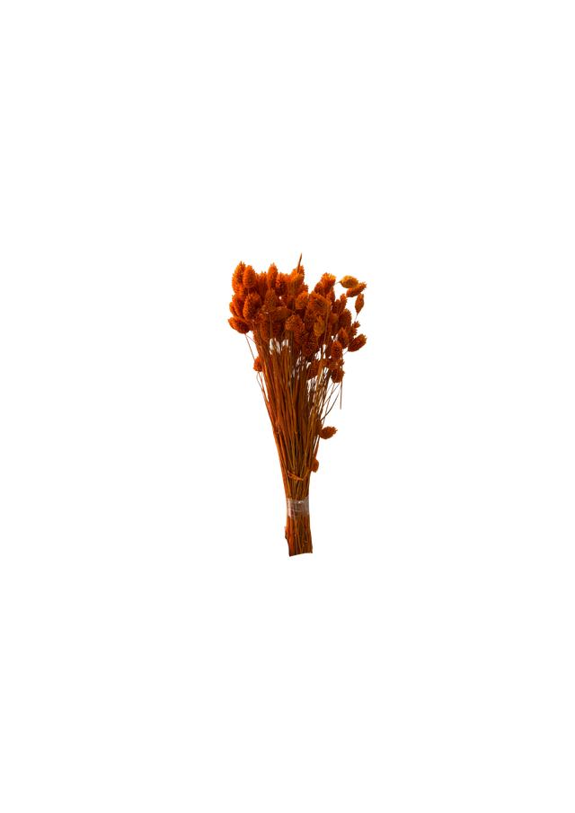 Phalaris
