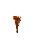 Phalaris