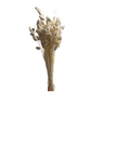 Phalaris