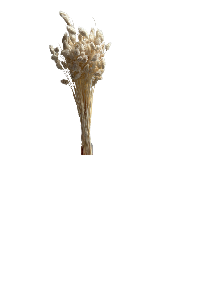 Phalaris