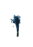 Phalaris