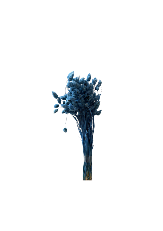 Phalaris