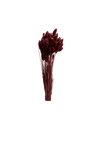 Phalaris