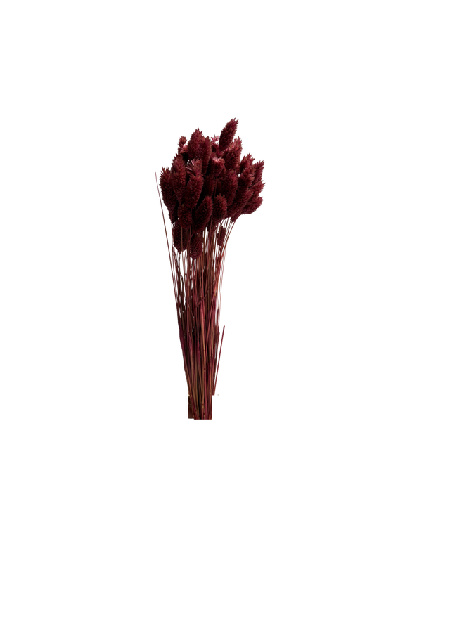 Phalaris