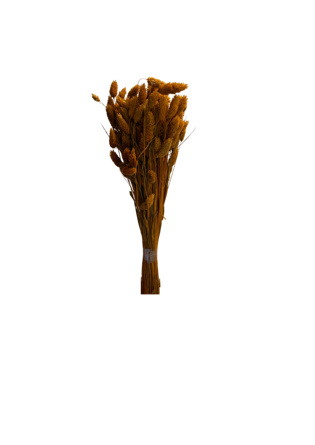 Phalaris