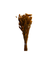 Phalaris