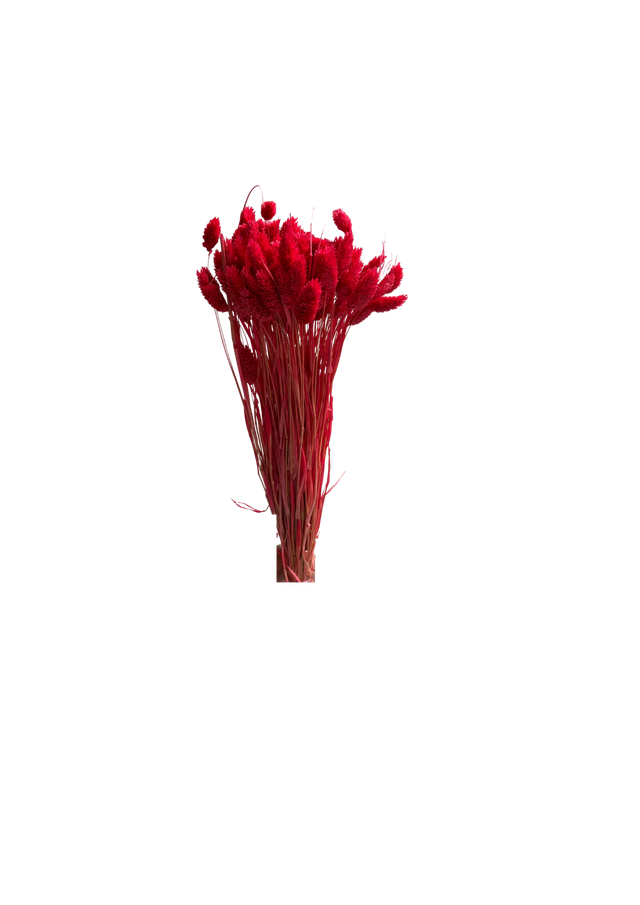 Phalaris
