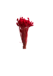 Phalaris