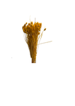 Phalaris