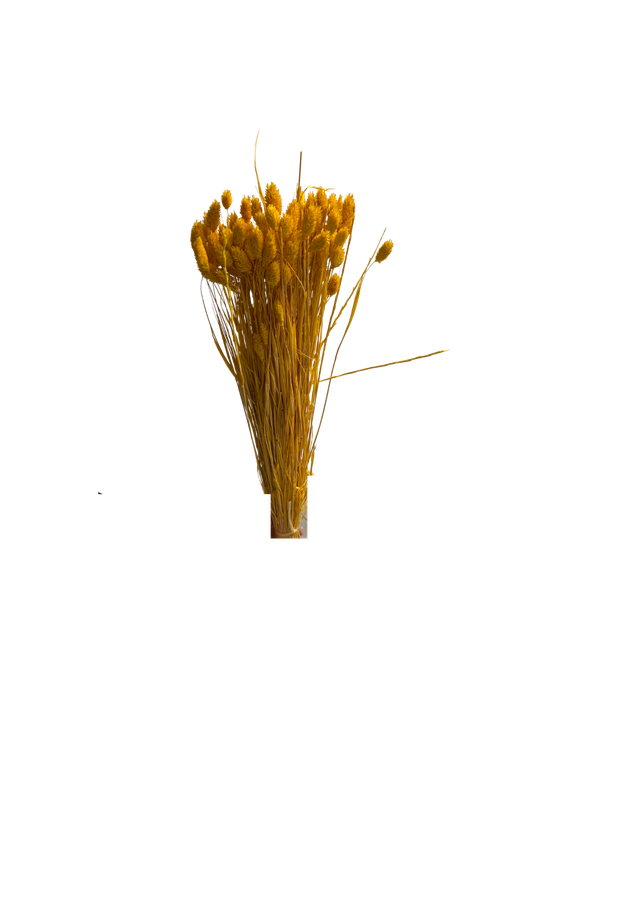 Phalaris