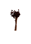Phalaris