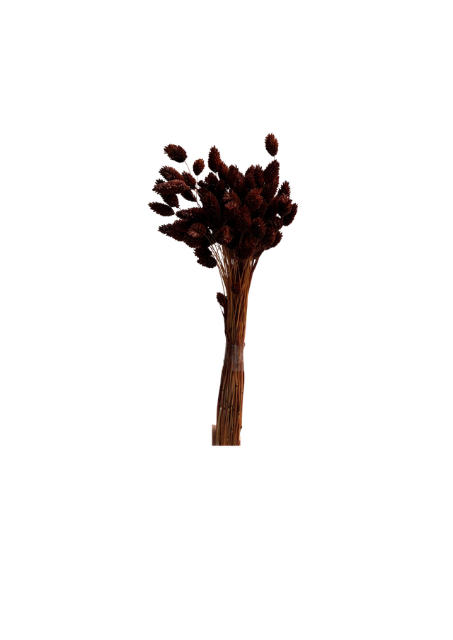 Phalaris