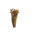 Phalaris