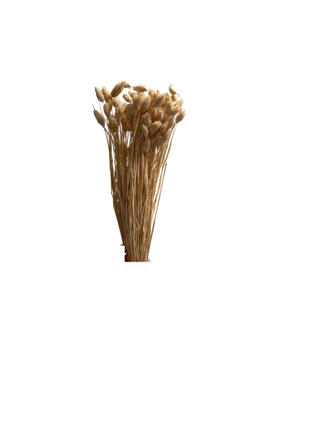 Phalaris