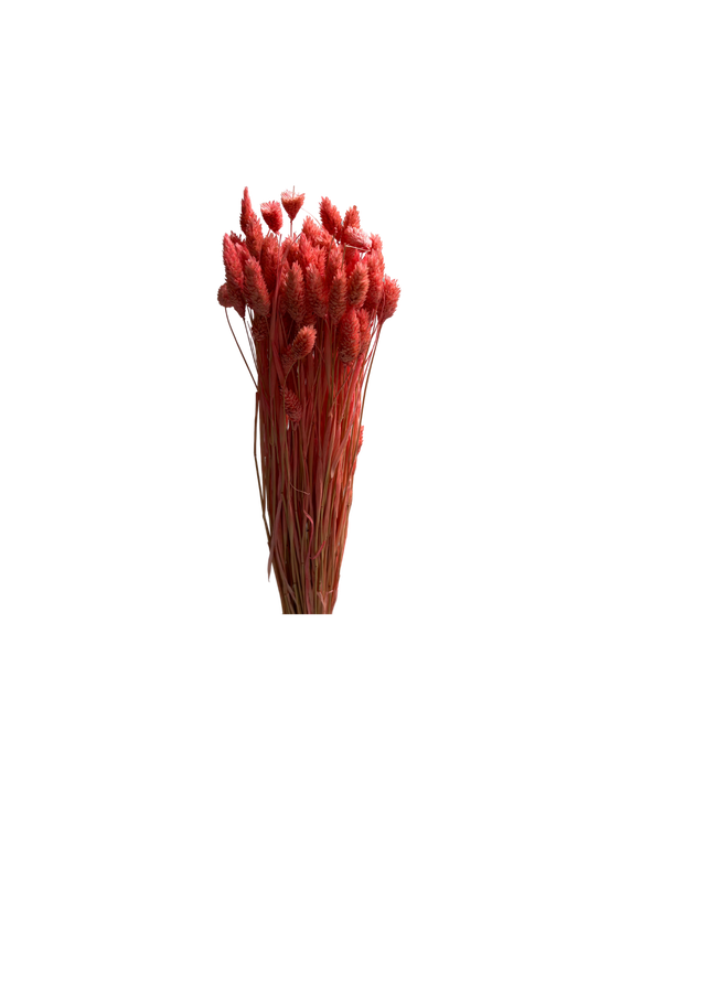 Phalaris