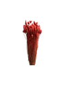 Phalaris
