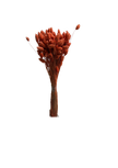 Phalaris