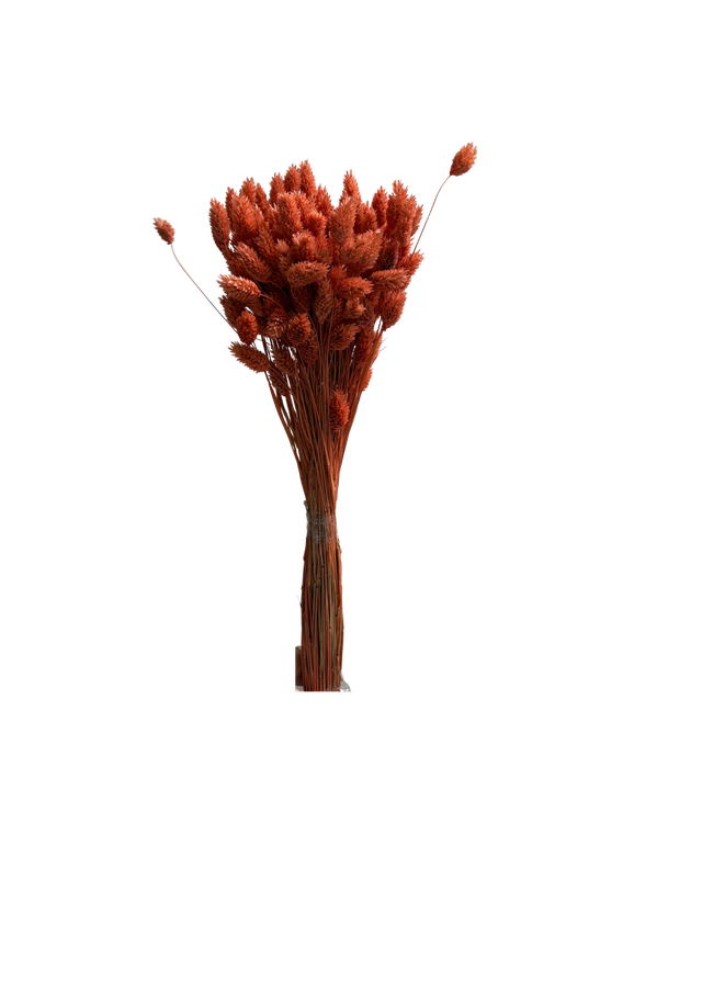Phalaris