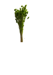 Phalaris