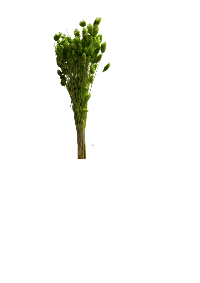 Phalaris