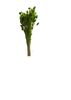 Phalaris