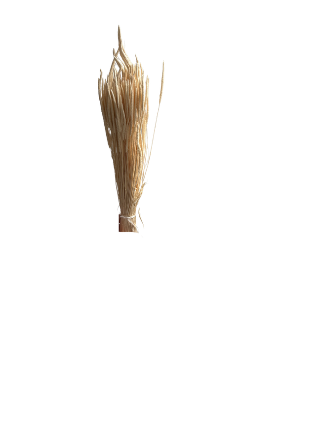 Phleum