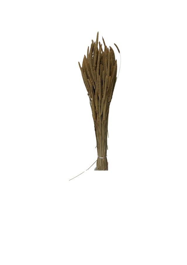 Phleum