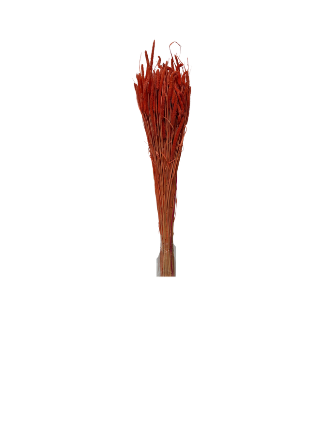 Phleum