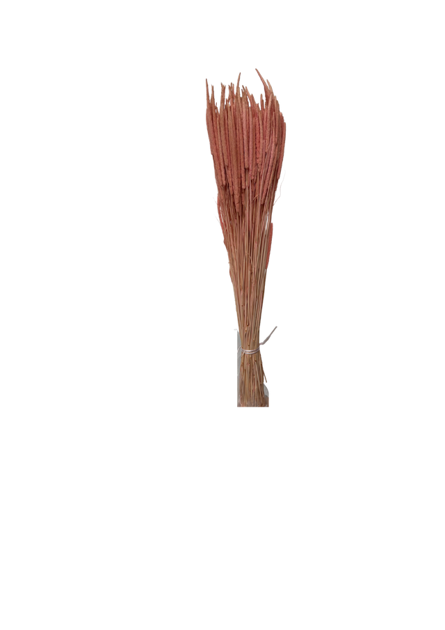 Phleum