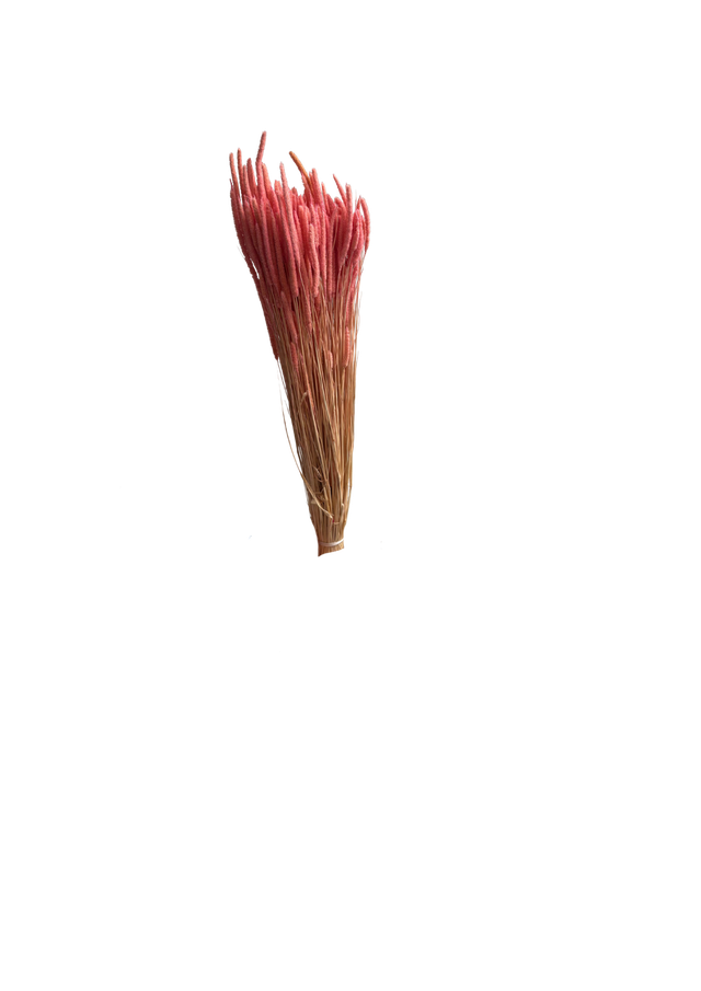 Phleum