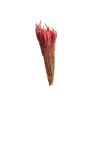 Phleum